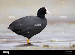 Attēlu rezultāti vaicājumam “Fulica atra adult”