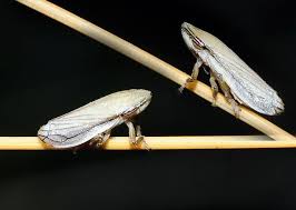 Attēlu rezultāti vaicājumam “Neophilaenus lineatus”