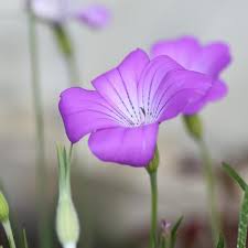 Image result for Kornrade