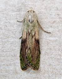 Attēlu rezultāti vaicājumam “Aphomia sociella female”