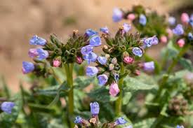 Image result for Lungenkraut