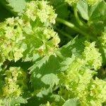Attēlu rezultāti vaicājumam “Alchemilla subcrenata  flower”