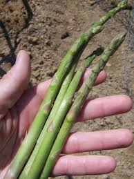 Attēlu rezultāti vaicājumam “Asparagus officinalis”