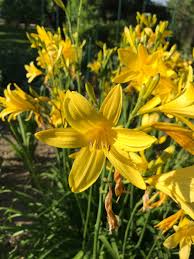 Image result for Campanula rapunculus