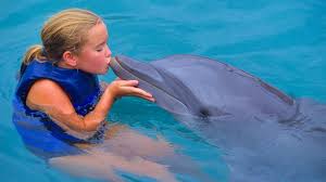 Image result for Adventure Dolphin