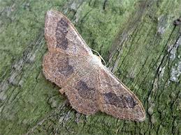 Attēlu rezultāti vaicājumam “Idaea aversata”