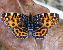 Attēlu rezultāti vaicājumam “Araschnia levana upperside”