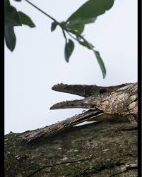 Attēlu rezultāti vaicājumam “Caprimulgus europaeus nest”