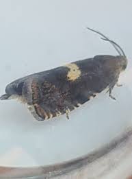 Attēlu rezultāti vaicājumam “Pediasia fascelinella”