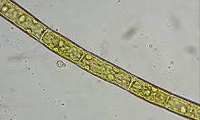 Attēlu rezultāti vaicājumam “Bulbochaete mirabilis”