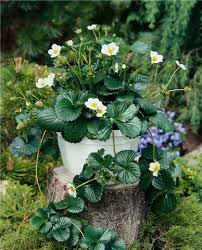 Attēlu rezultāti vaicājumam “Fragaria x ananassa flower”