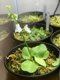 Attēlu rezultāti vaicājumam “Utricularia minor leaf”