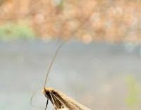 Attēlu rezultāti vaicājumam “Nematopogon sp.”