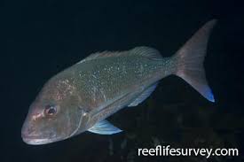 Image result for Pagrus