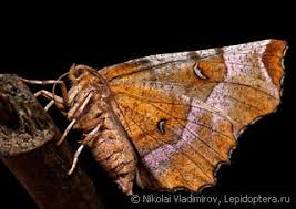 Attēlu rezultāti vaicājumam “Epirranthis diversata upperside”