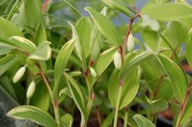 Attēlu rezultāti vaicājumam “Polygonatum odoratum bud”