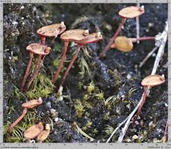 Attēlu rezultāti vaicājumam “Buxbaumia aphylla”