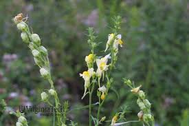Attēlu rezultāti vaicājumam “Linaria vulgaris bud”