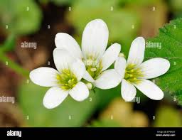 Attēlu rezultāti vaicājumam “Saxifraga granulata flower”