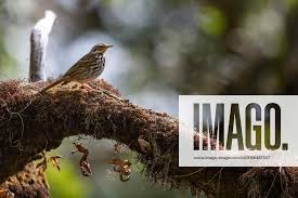 Image result for Anthus hodgsoni