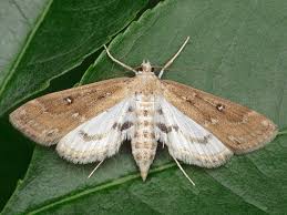 Attēlu rezultāti vaicājumam “Parapoynx stratiotata”