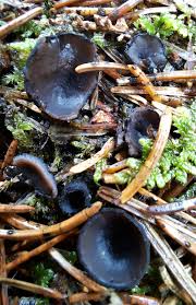 Attēlu rezultāti vaicājumam “Pseudoplectania nigrella”