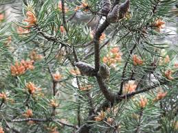 Attēlu rezultāti vaicājumam “Pinus banksiana”