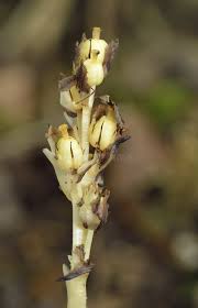 Attēlu rezultāti vaicājumam “Monotropa hypopitys bud”