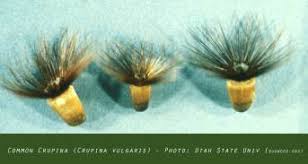 Attēlu rezultāti vaicājumam “Melampsoridium sp.”