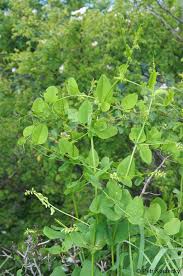 Attēlu rezultāti vaicājumam “Vicia pisiformis”