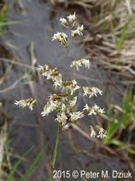 Attēlu rezultāti vaicājumam “Hierochloe odorata flower”