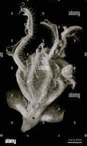 Attēlu rezultāti vaicājumam “Cystostereum murrayi”