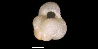 Attēlu rezultāti vaicājumam “Barbula”