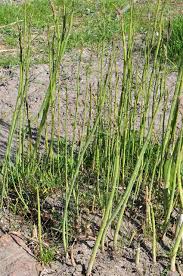 Attēlu rezultāti vaicājumam “Asparagus officinalis”