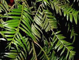 Attēlu rezultāti vaicājumam “Taxus wallichiana”