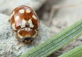 Attēlu rezultāti vaicājumam “Myrrha octodecimguttata”