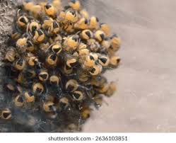 Attēlu rezultāti vaicājumam “Araneus diadematus eggs”