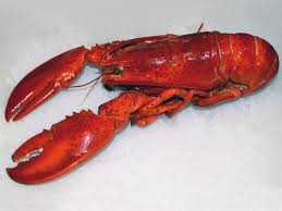 Image result for Homarus americanus