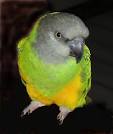 Senegal Parrots - how long do they live?