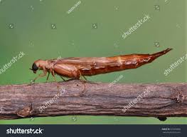 Attēlu rezultāti vaicājumam “Lymexylidae”