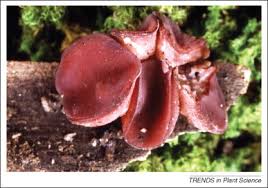 Attēlu rezultāti vaicājumam “Fomitopsis rosea”