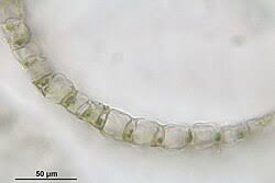 Attēlu rezultāti vaicājumam “Sphagnum teres”