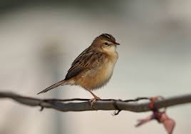 Image result for Cisticola juncidis