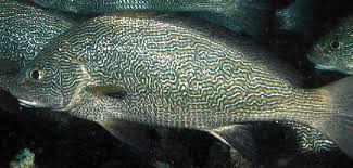 Image result for Umbrina cirrosa