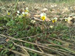 Attēlu rezultāti vaicājumam “Viola tricolor subsp. matutina”
