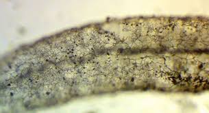 Attēlu rezultāti vaicājumam “Stemonitis marjana macro”