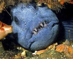 Image result for Anarhichas lupus