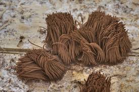 Attēlu rezultāti vaicājumam “Stemonitis splendens spores”