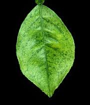 Attēlu rezultāti vaicājumam “Panonychus”