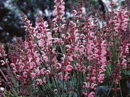Image result for Salvia pratensis `Rose Rhapsody
